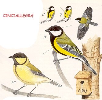 Cinciallegra