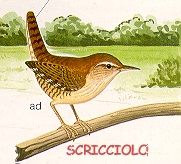 Scricciolo