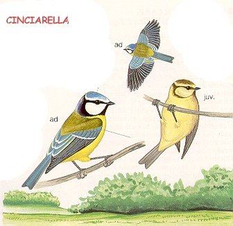 Cinciarella