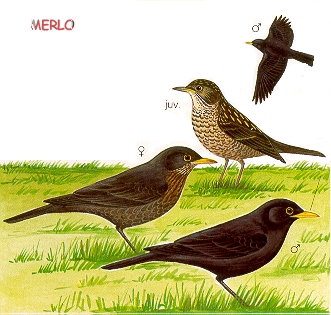 Merlo