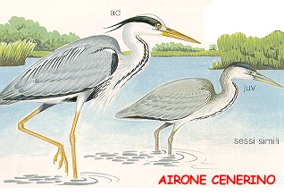 Airone cenerino